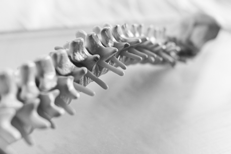 Black and white photo of a spine